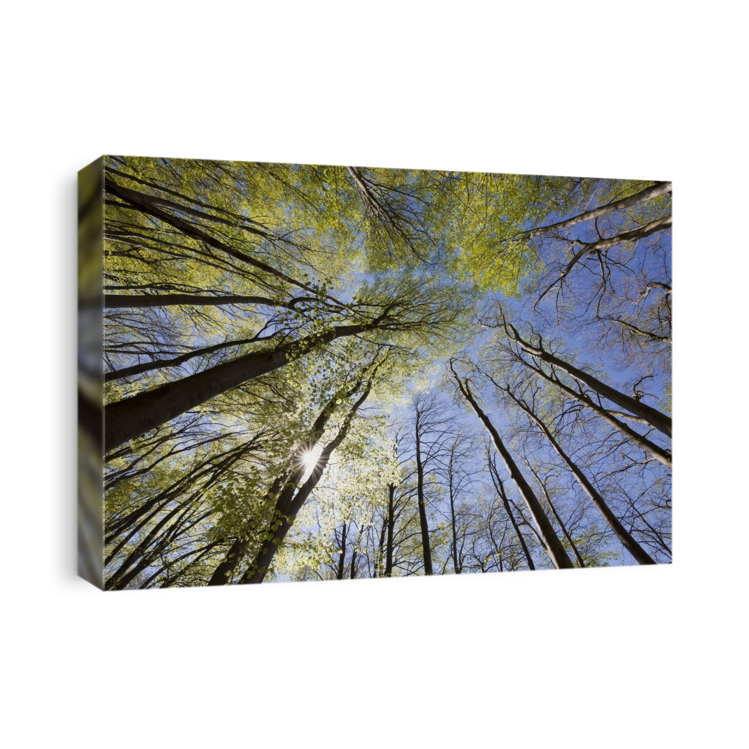 Beech tree forest. View upwards towards the sky, through a beech (Fagus sylvatica) tree canopy. Photographed in Switzerland.