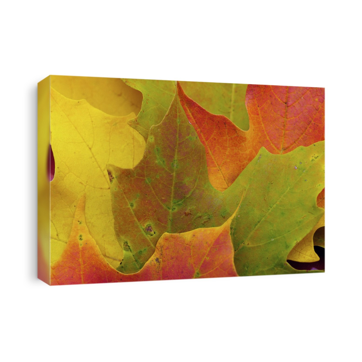 Close up of fallen maple leaves in autumn hues.; Concord, Massachusetts.