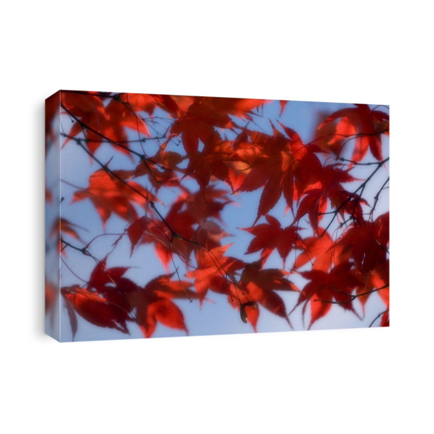 Japanese maple leaves (Acer palmatum). Photographed in autumn colour in November.