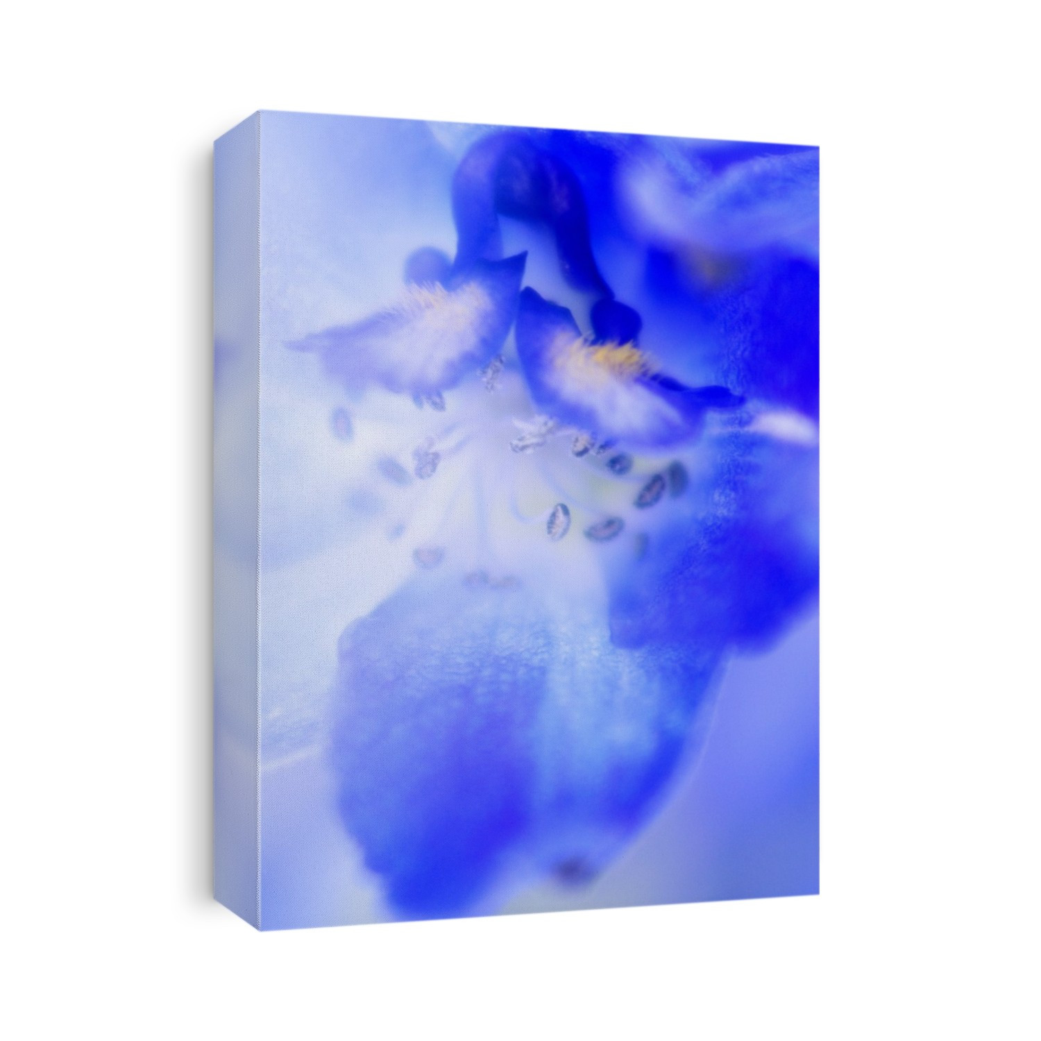 Blue larkspur (Delphinium x belladonna) petals and stamen.