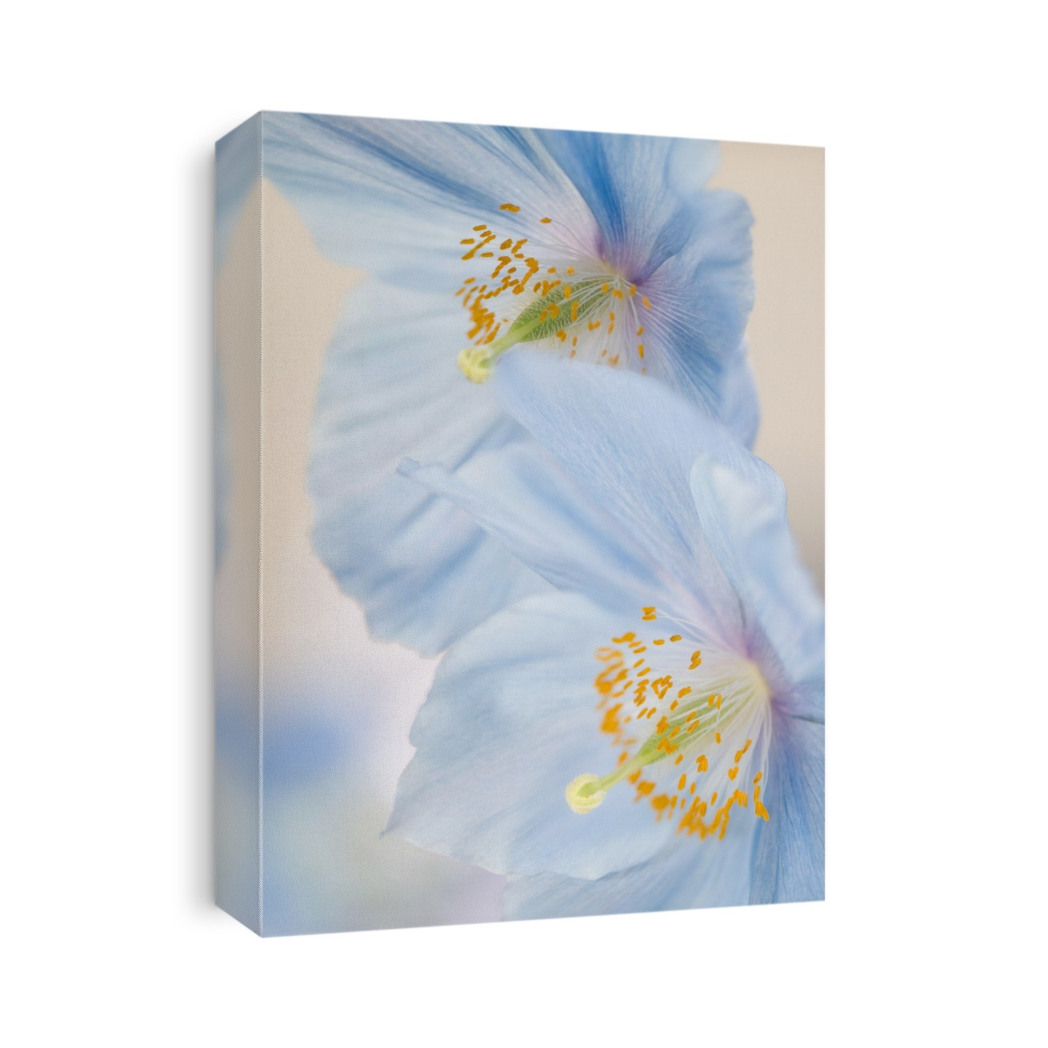 Close up of two flowers of Himalayan poppy, blue poppy (Meconopsis sp.).