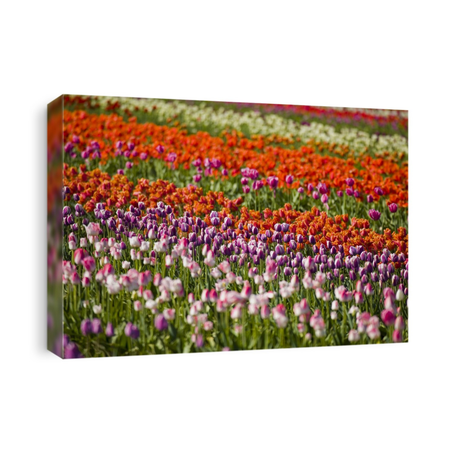 Vibrant coloured tulips blossoming in a tulip field; Woodburn, Oregon, United States of America