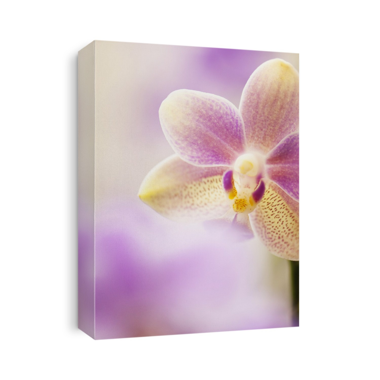 Phalaenopsis tzu chiang balm 'Ot0076' orchid.