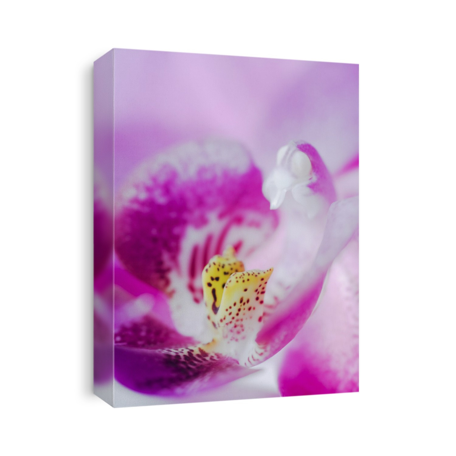 Moth orchid (Phalaenopsis sp.).