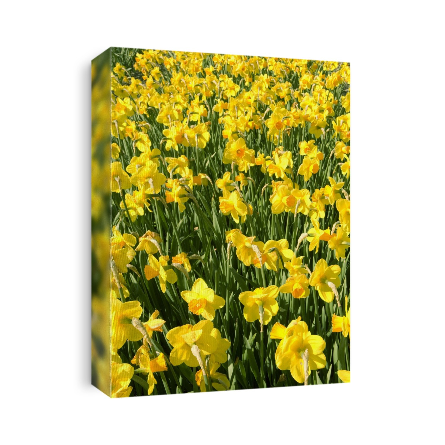 Daffodil (Narcissus 'Loch Owskelch') flowering in Spring.