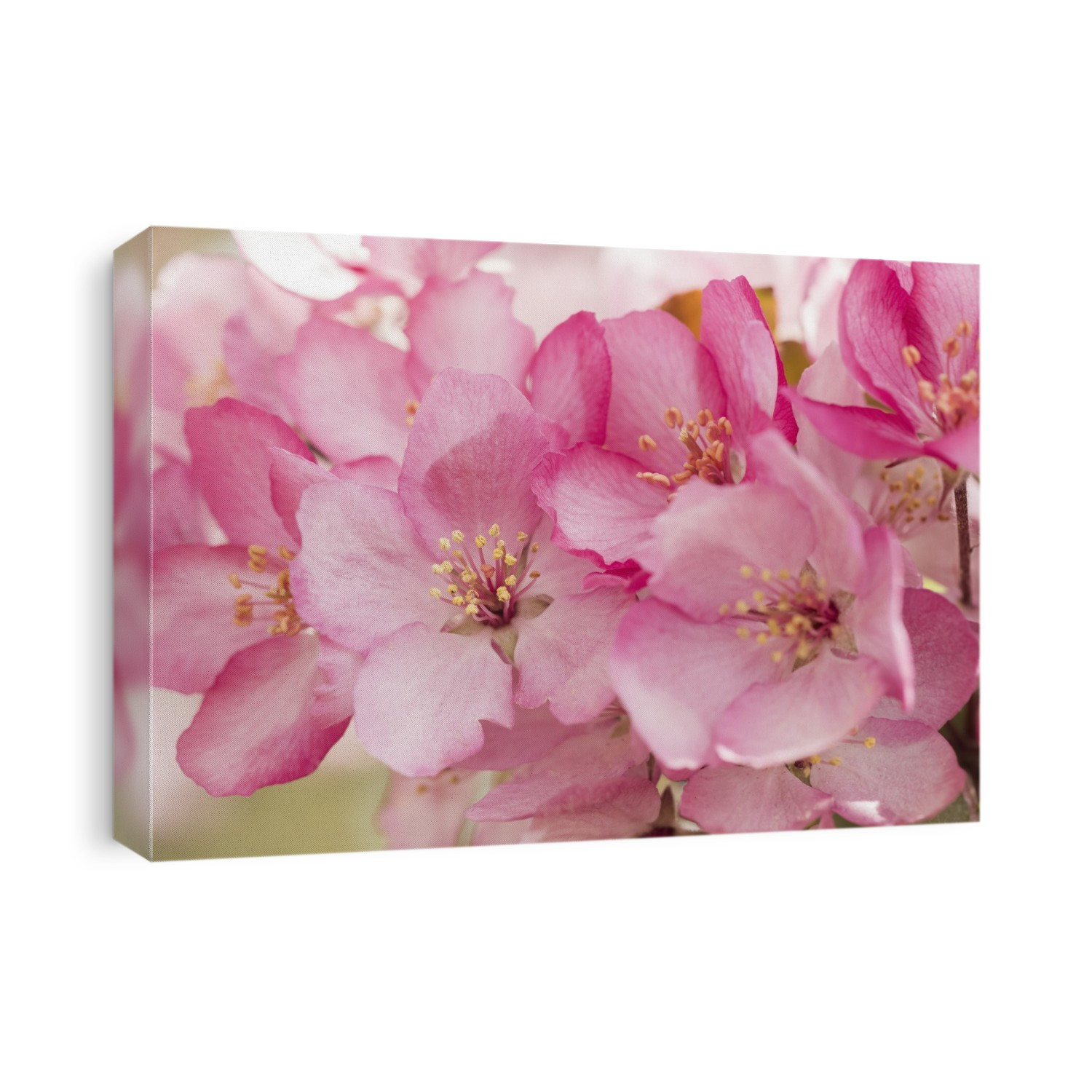 Close-up of pink apple blossoms; Alberta, Canada
