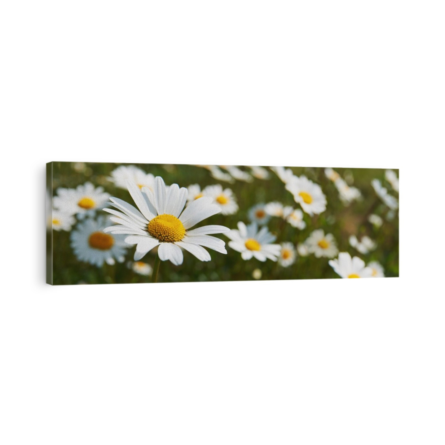 Close up of daisies in a meadow; England