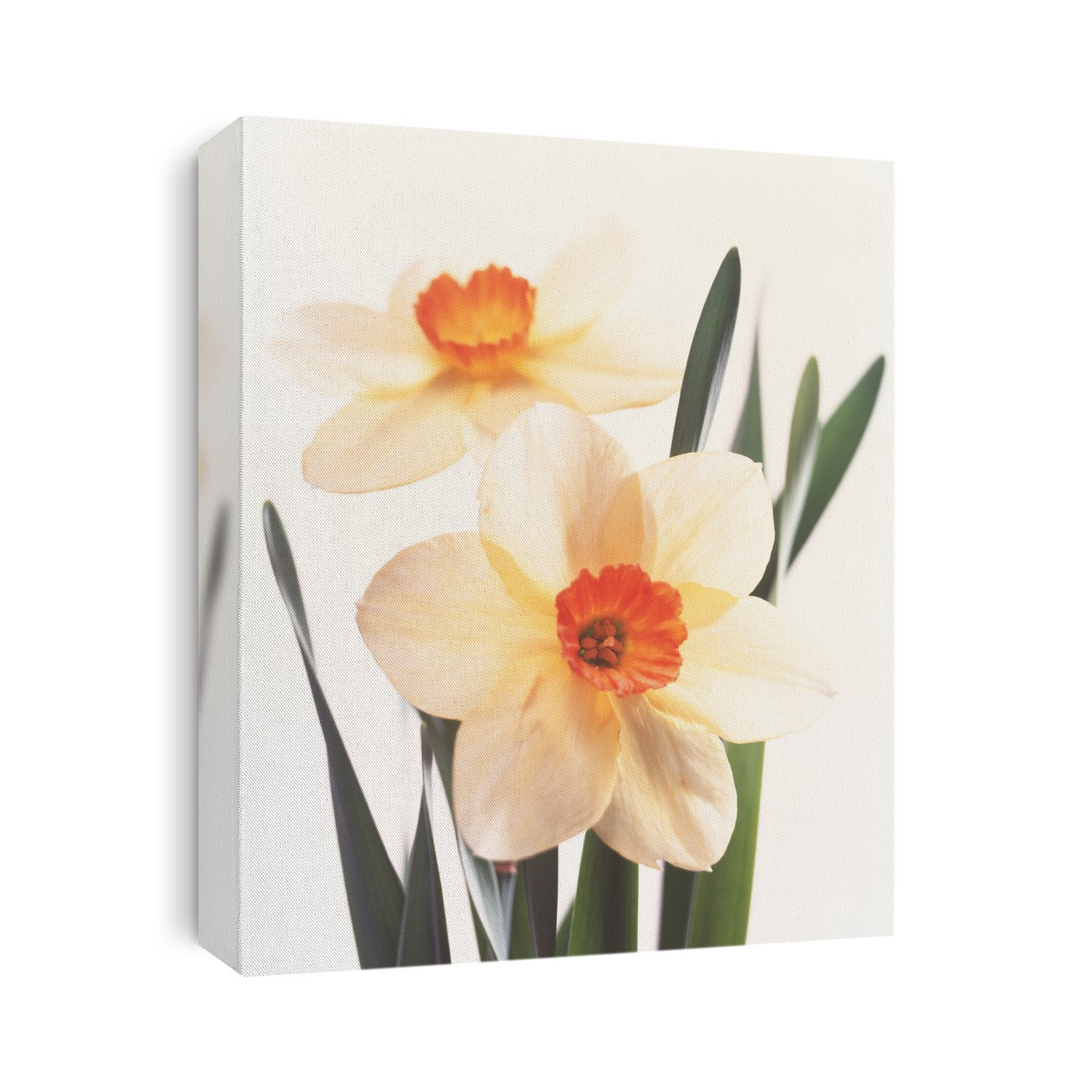 Daffodil flowers. Flowering daffodil plants (Narcissus sp.).