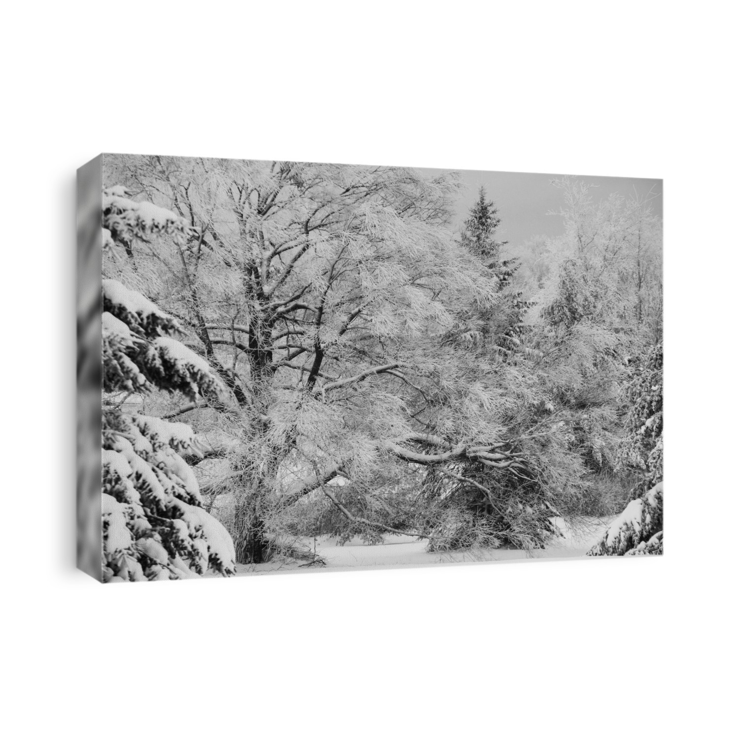Canadian Winter; Ville De Lac Brome, Quebec, Canada
