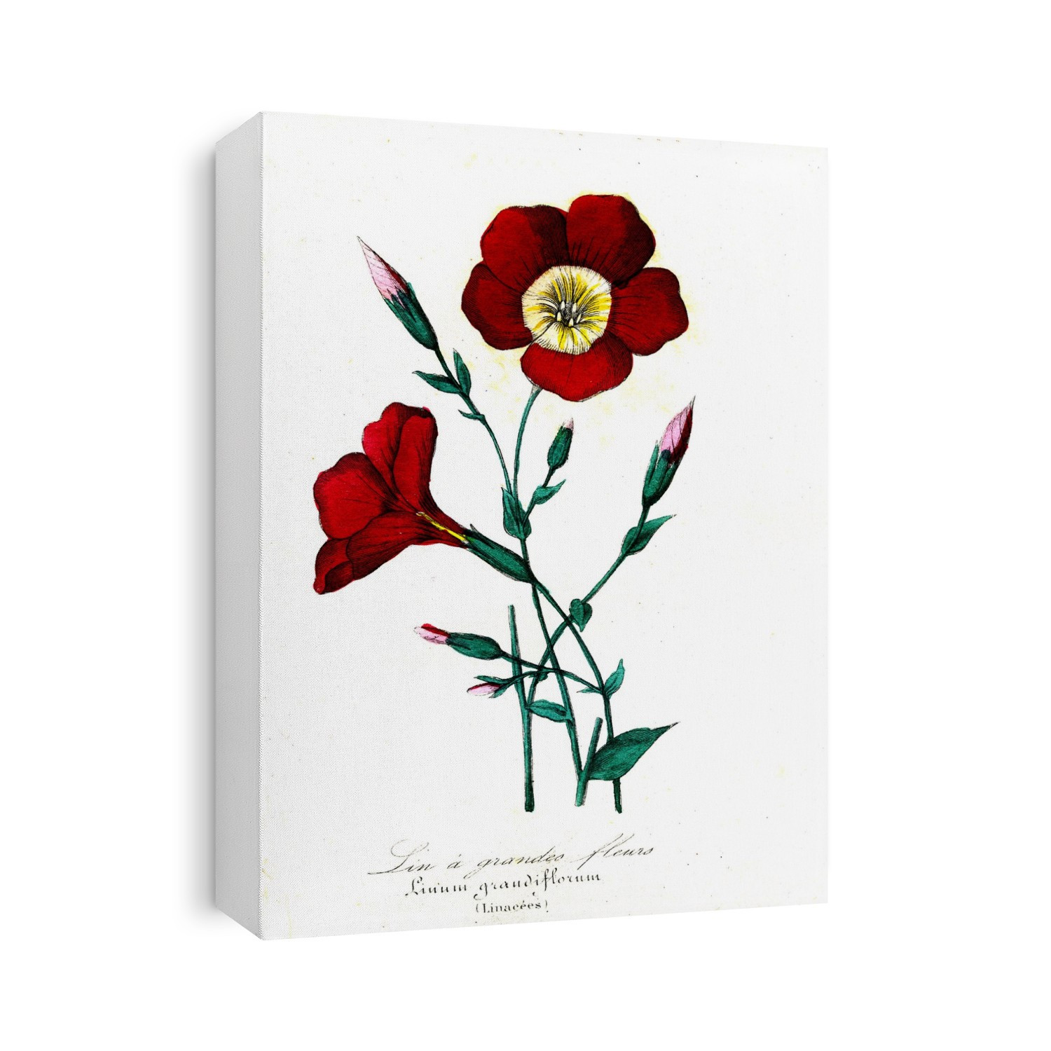 Red flax (Linum grandiflorum) in flower. 1855 illustration of a red flax plant in flower, entitled 'Lin a grandes fleurs (Linacees)'.