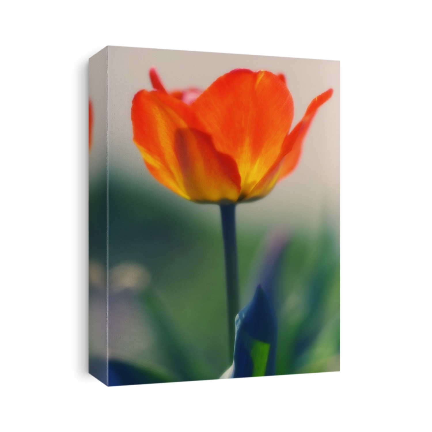 Tulip (Tulipa sp.). Photographed in April.