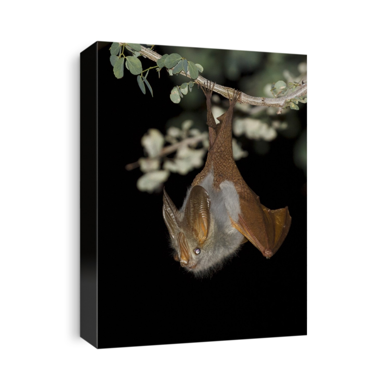 Leaf-nosed Bat