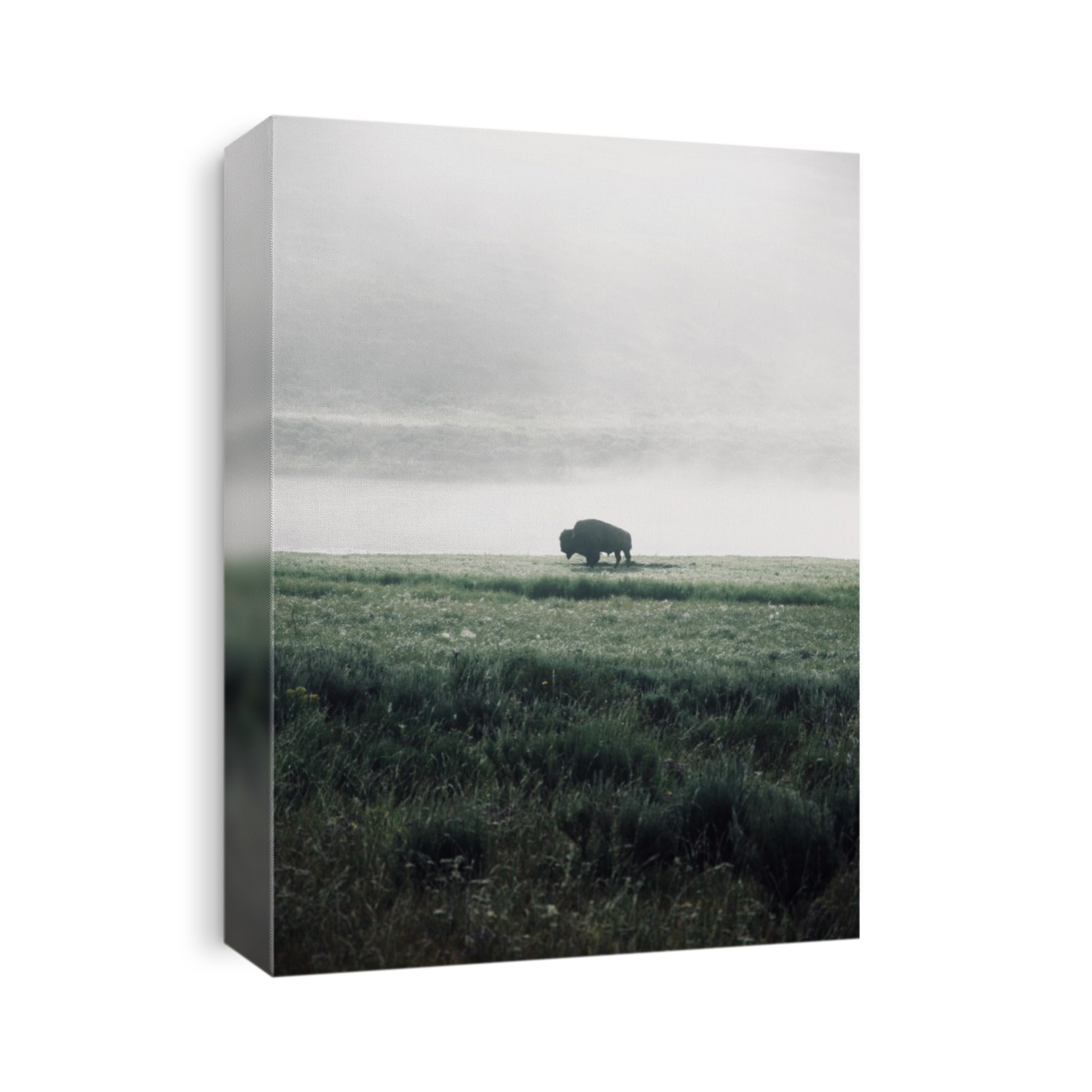Bison in the mist