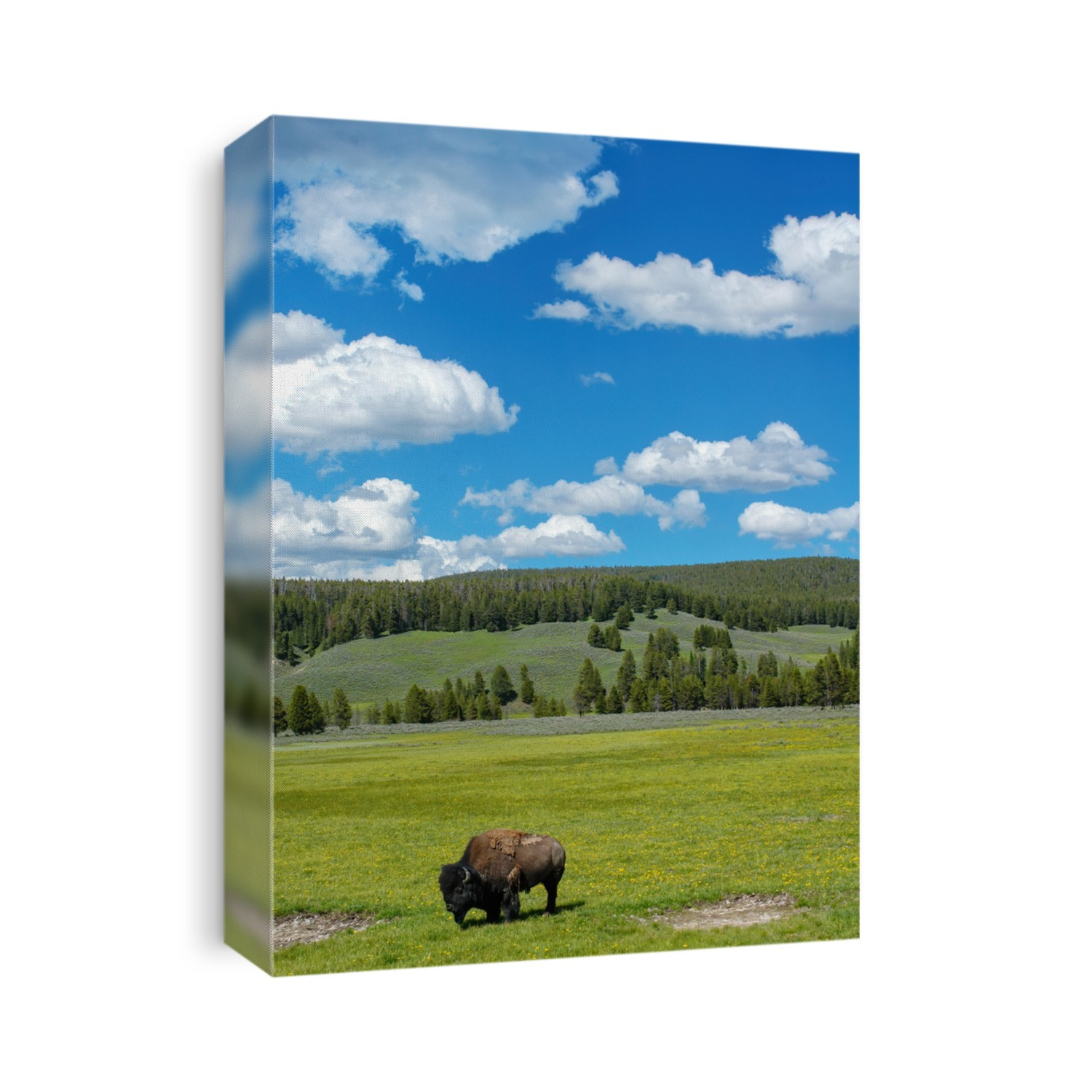 Bison standing in a field in Yellowstone National Park, Wyoming, USA
