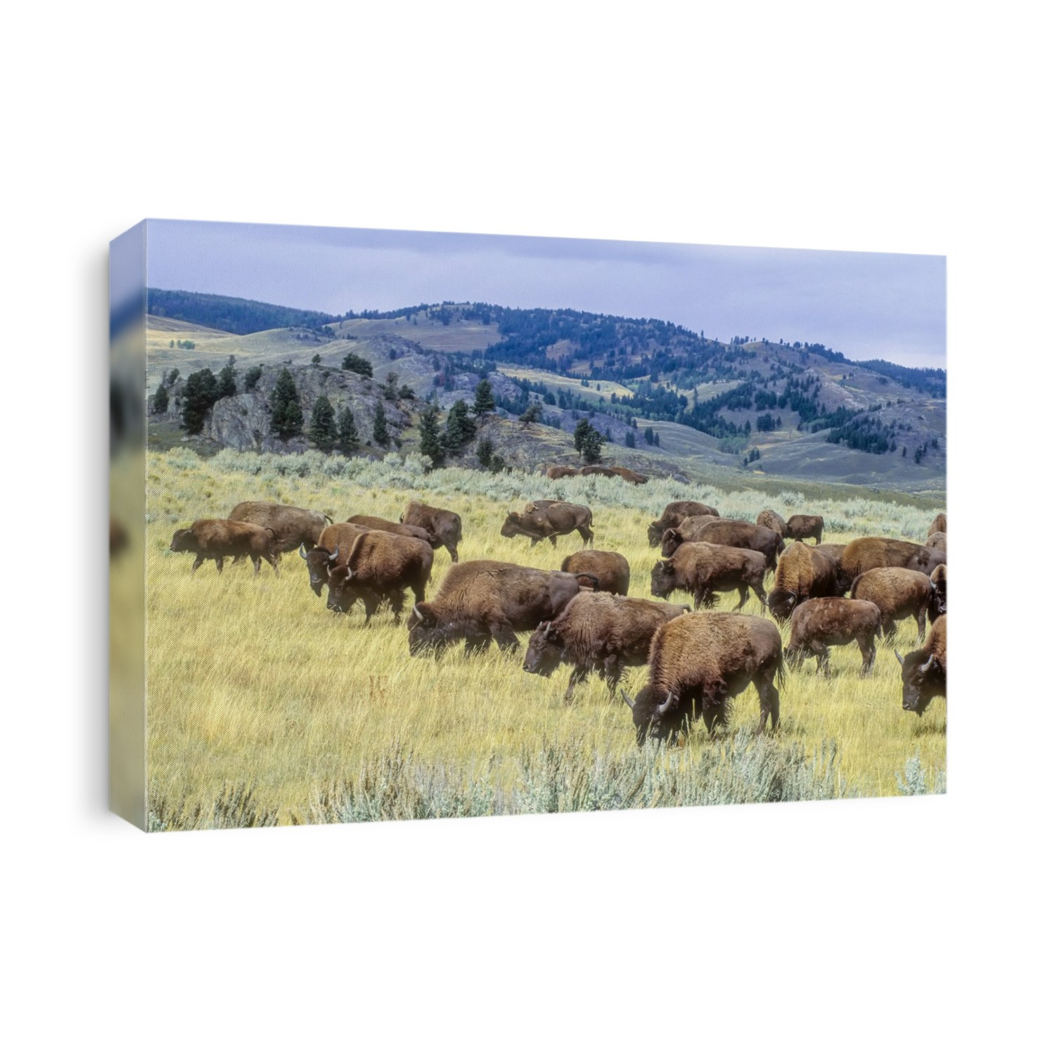 Herd of American bison (Bison bison) grazing on the grasses on the open range in Yellowstone National Park; Wyoming, United States of America