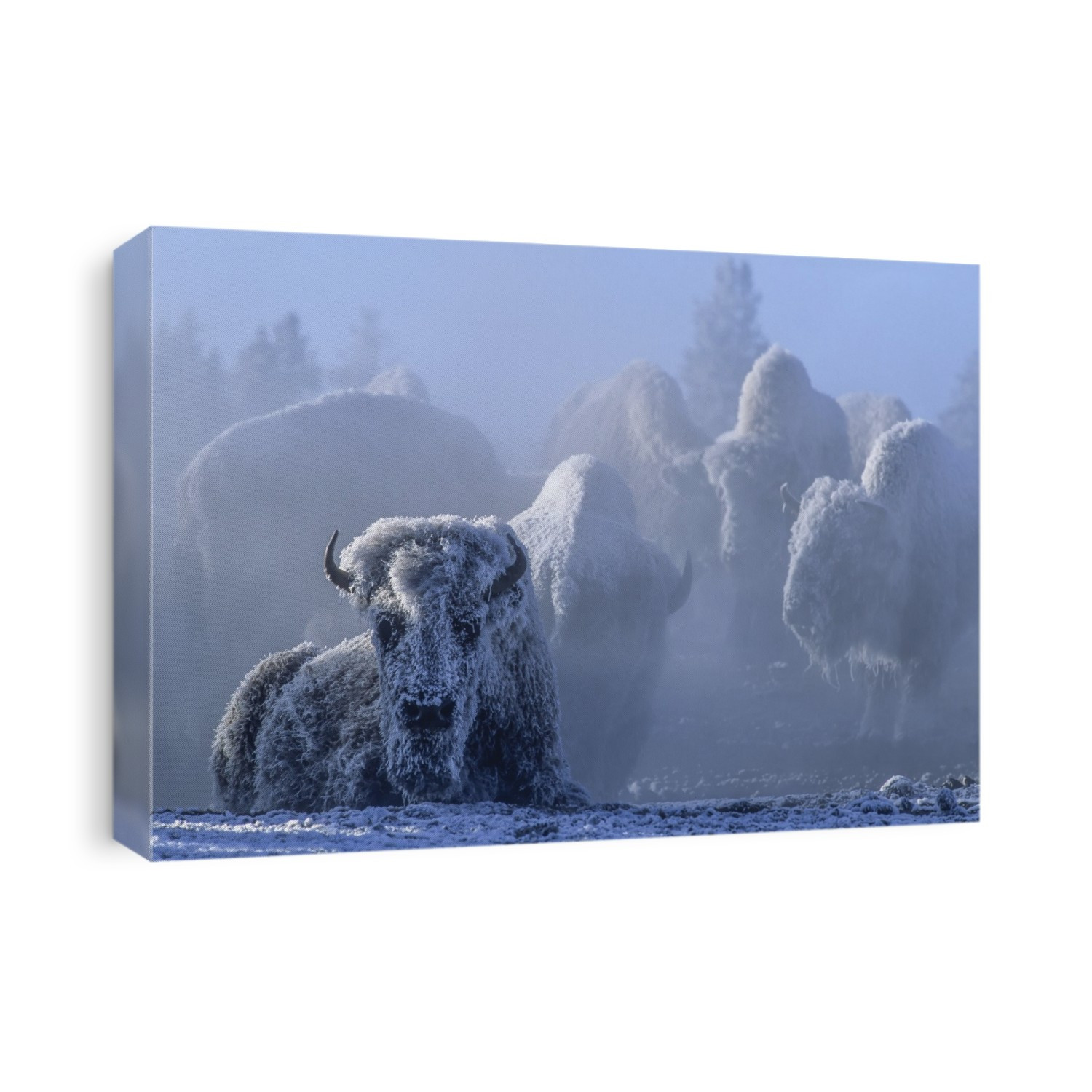 Frost covered herd of American bison (Bison bison) one lying down and others standing as still as possible in the background to conserve energy on the relatively warm, geothermally heated ground while coping with the cold February morning and moving to deep snow only when hungry to conserve energy, Yellowstone National Park; Wyoming, United States of America