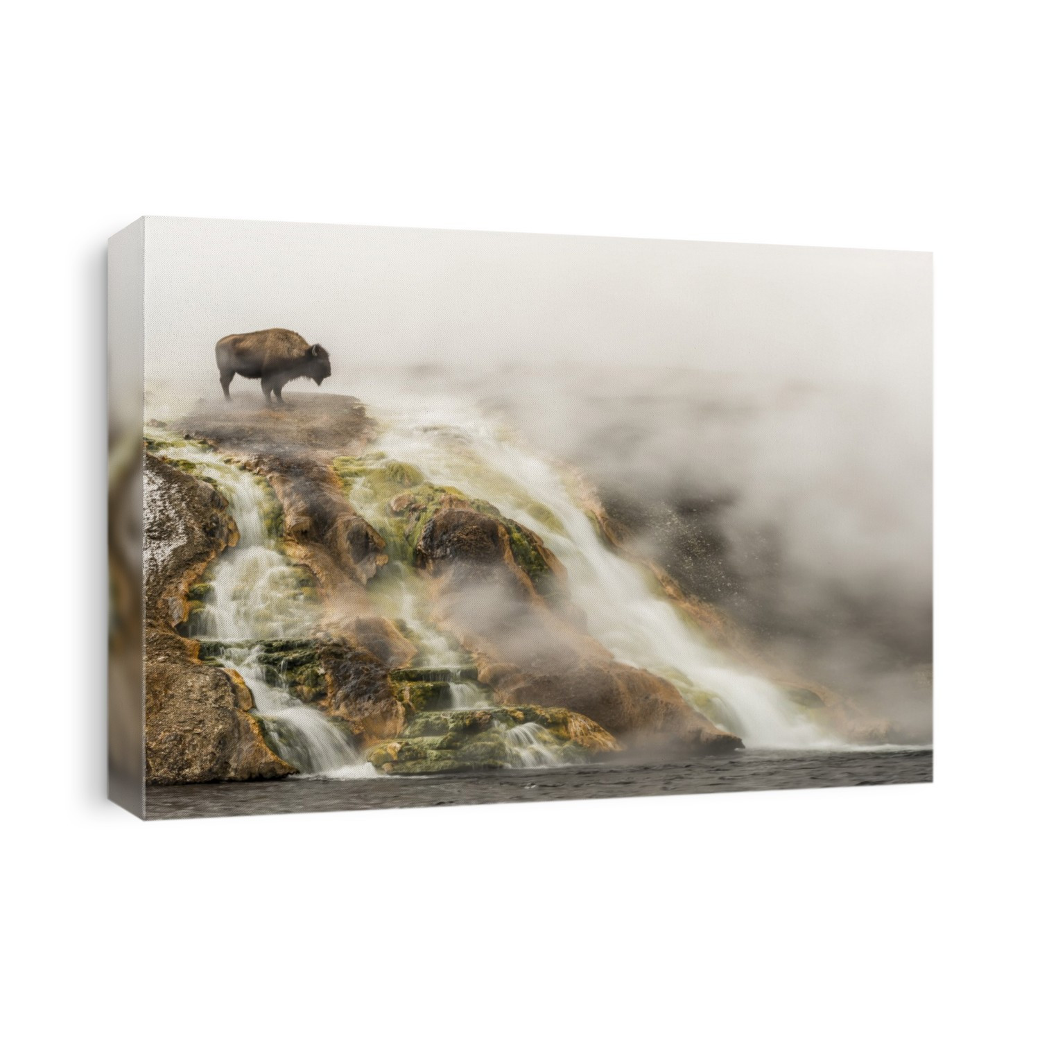 American bison (Bison bison) on top of a cliff surrounded by steam from the Excelsior Geyser at the Midway Geyser Basin looking over the edge at the Firehole River in Yellowstone National Park; Wyoming, United States of America