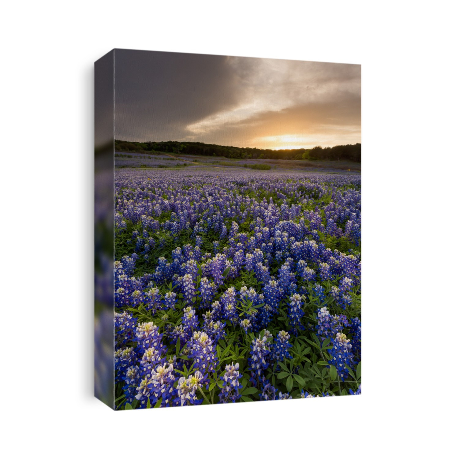 Beautiful Bluebonnets field at sunset near Austin, Texas in spring