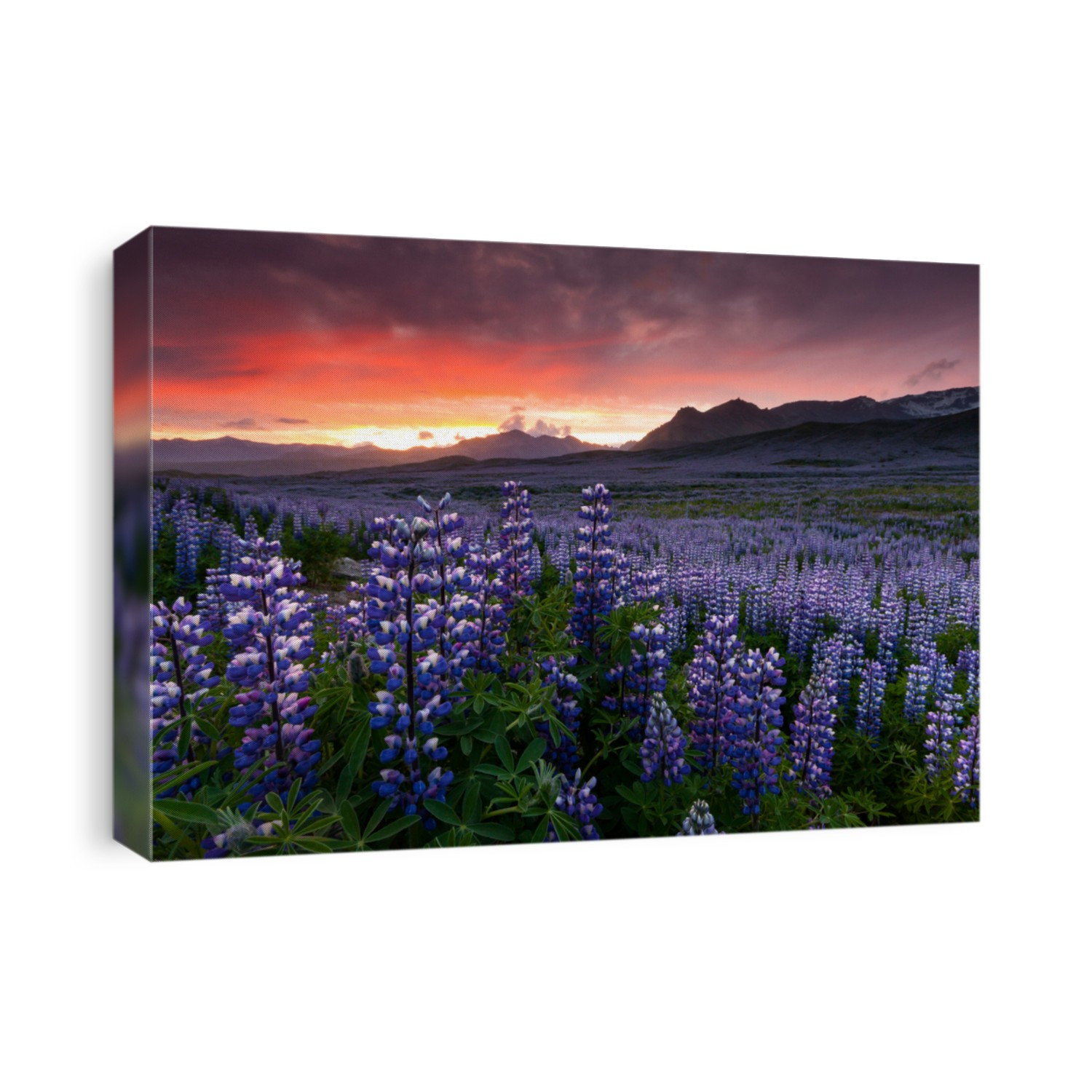 Lupine field in South Iceland. Skaftafell national park