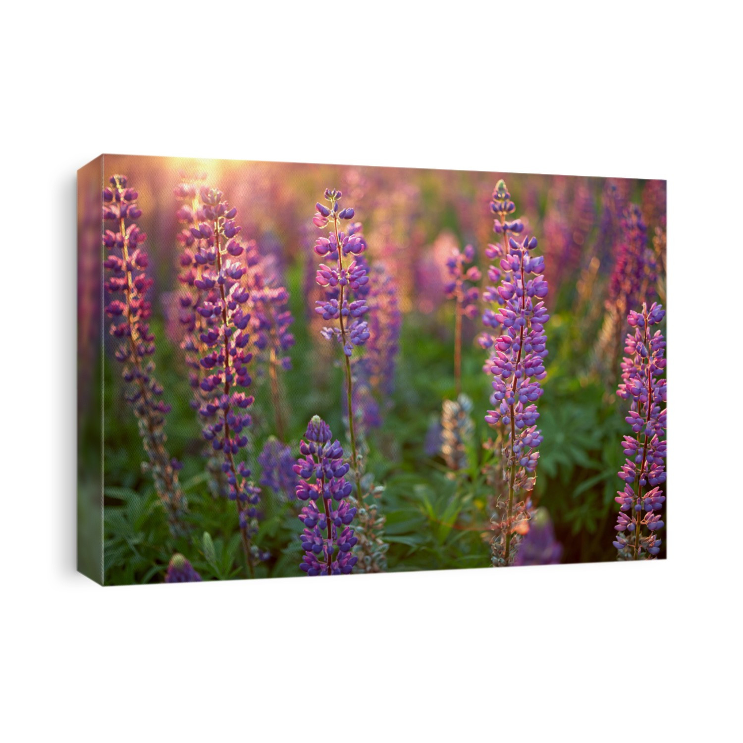 Lupine Flowers background.  Field of Lupines flowers in sunset lights