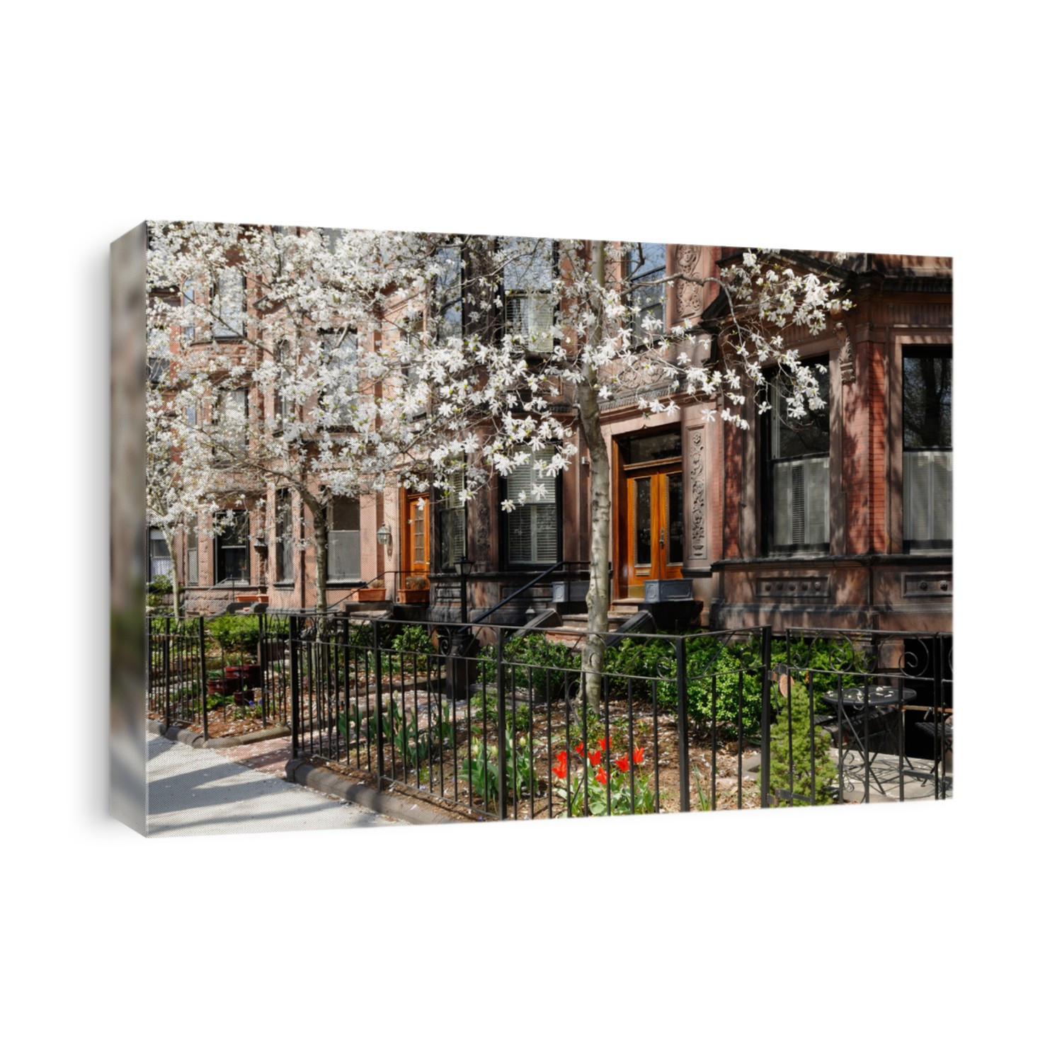Victorian brownstones and white star magnolia in Back Bay, Boston.