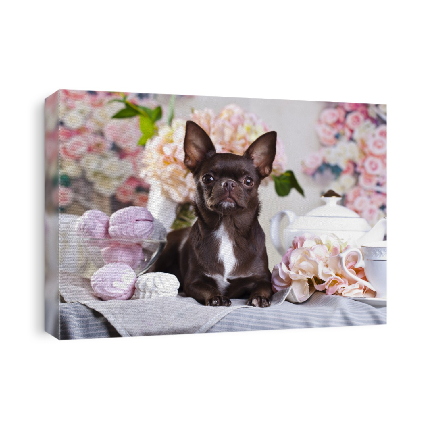 Chihuahua chocolate and sweets