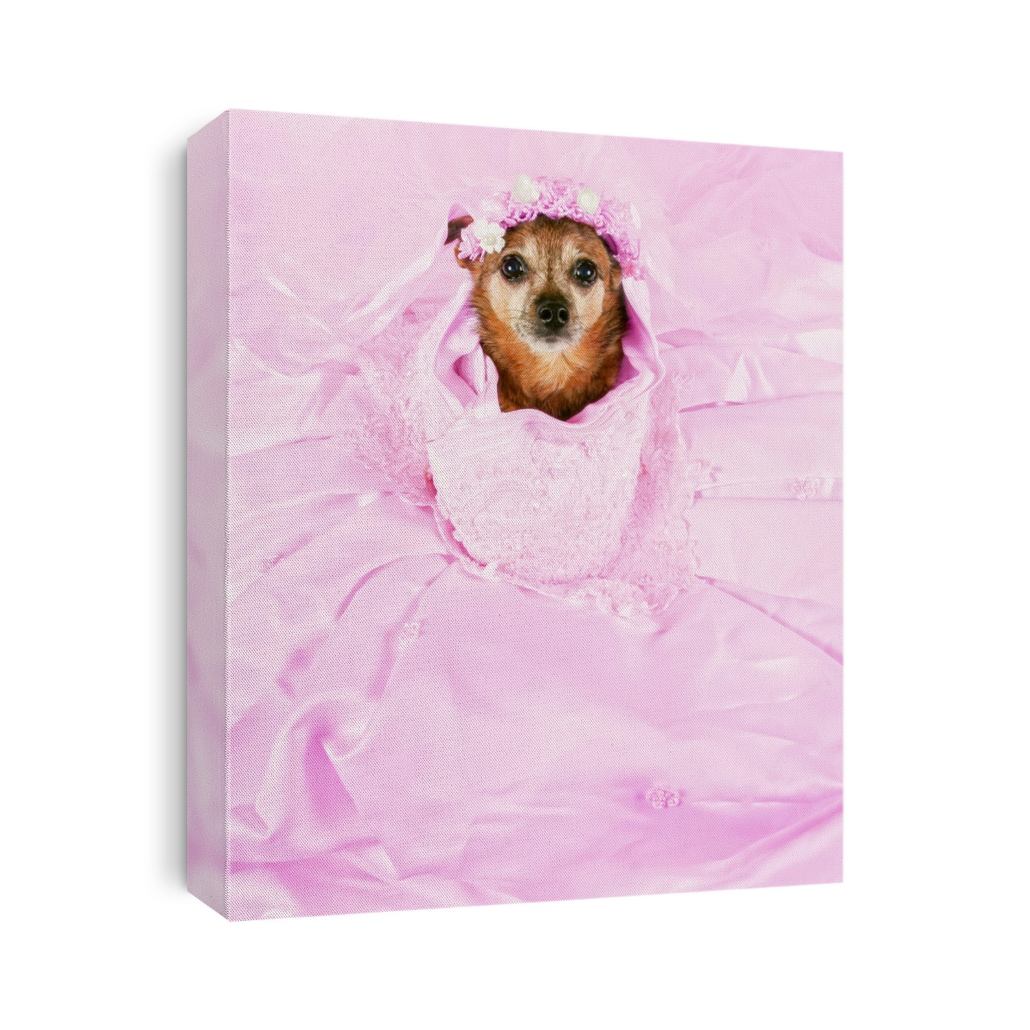a chihuahua in a pink wedding dress spread out around him