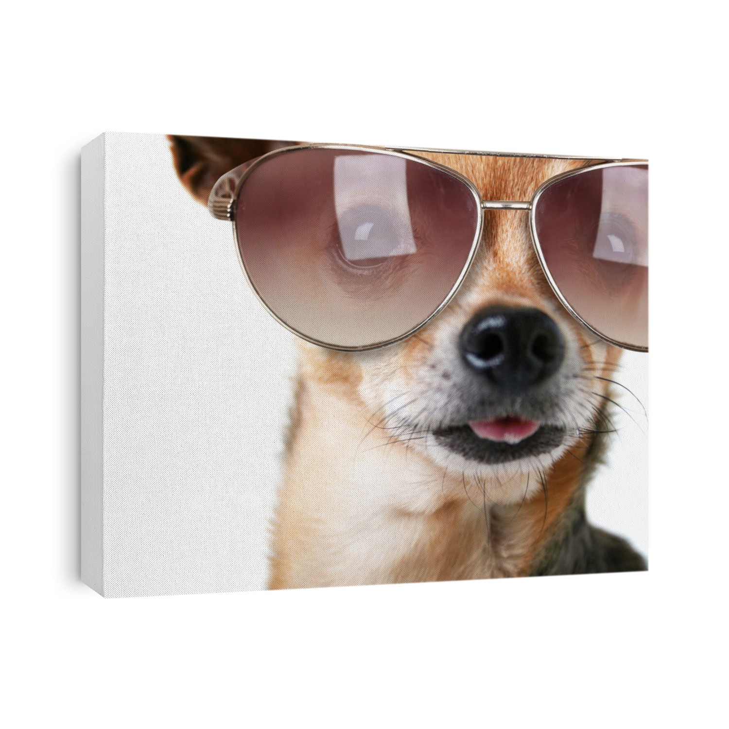 a cute chihuahua with sunglasses on