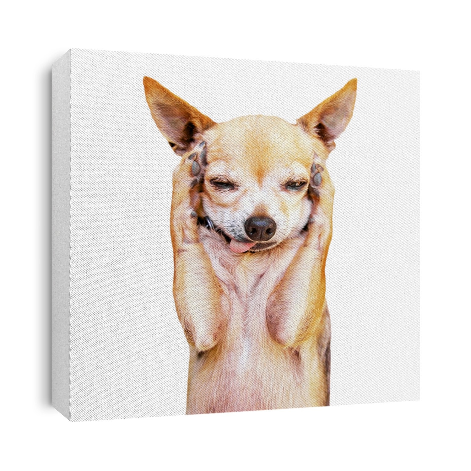 a funny chihuahua face