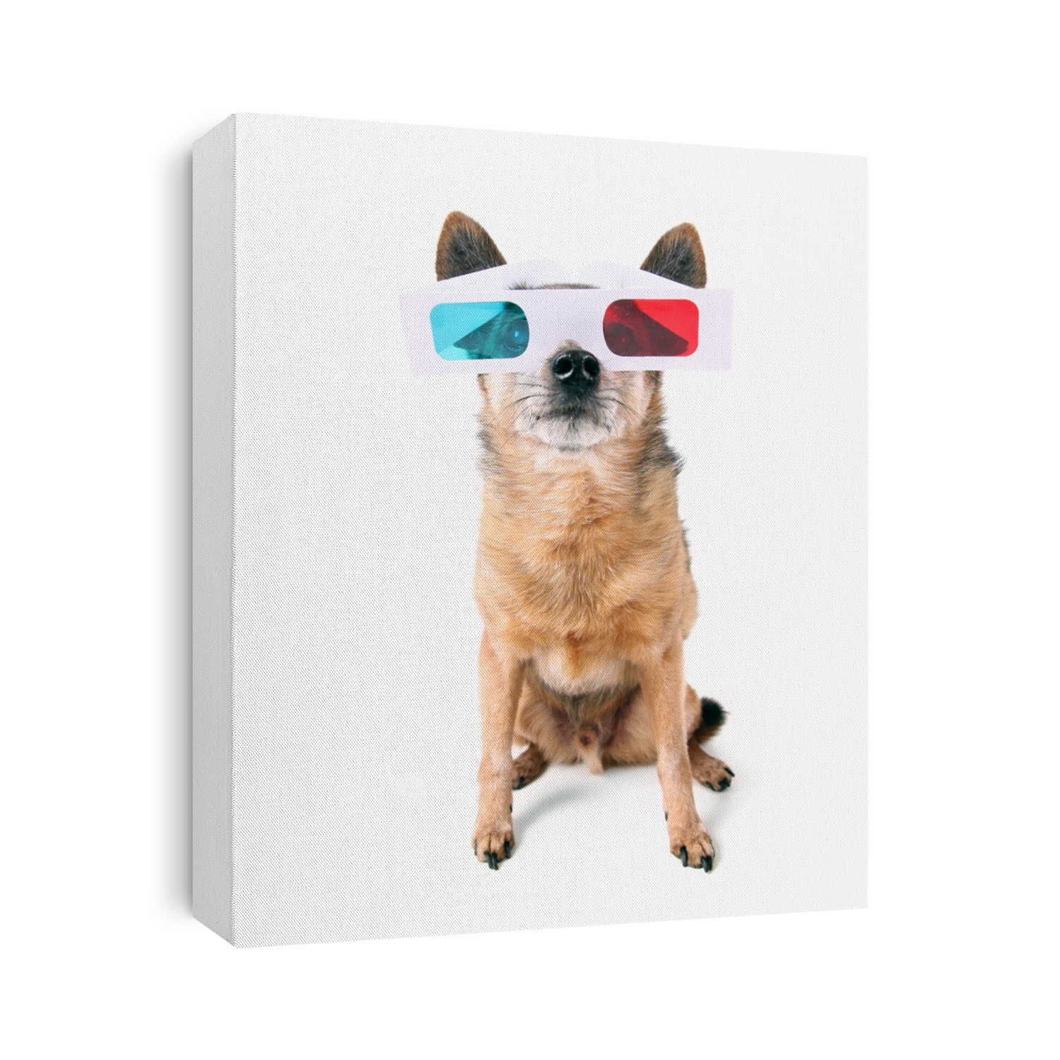 a chihuahua with 3D movie glasses on