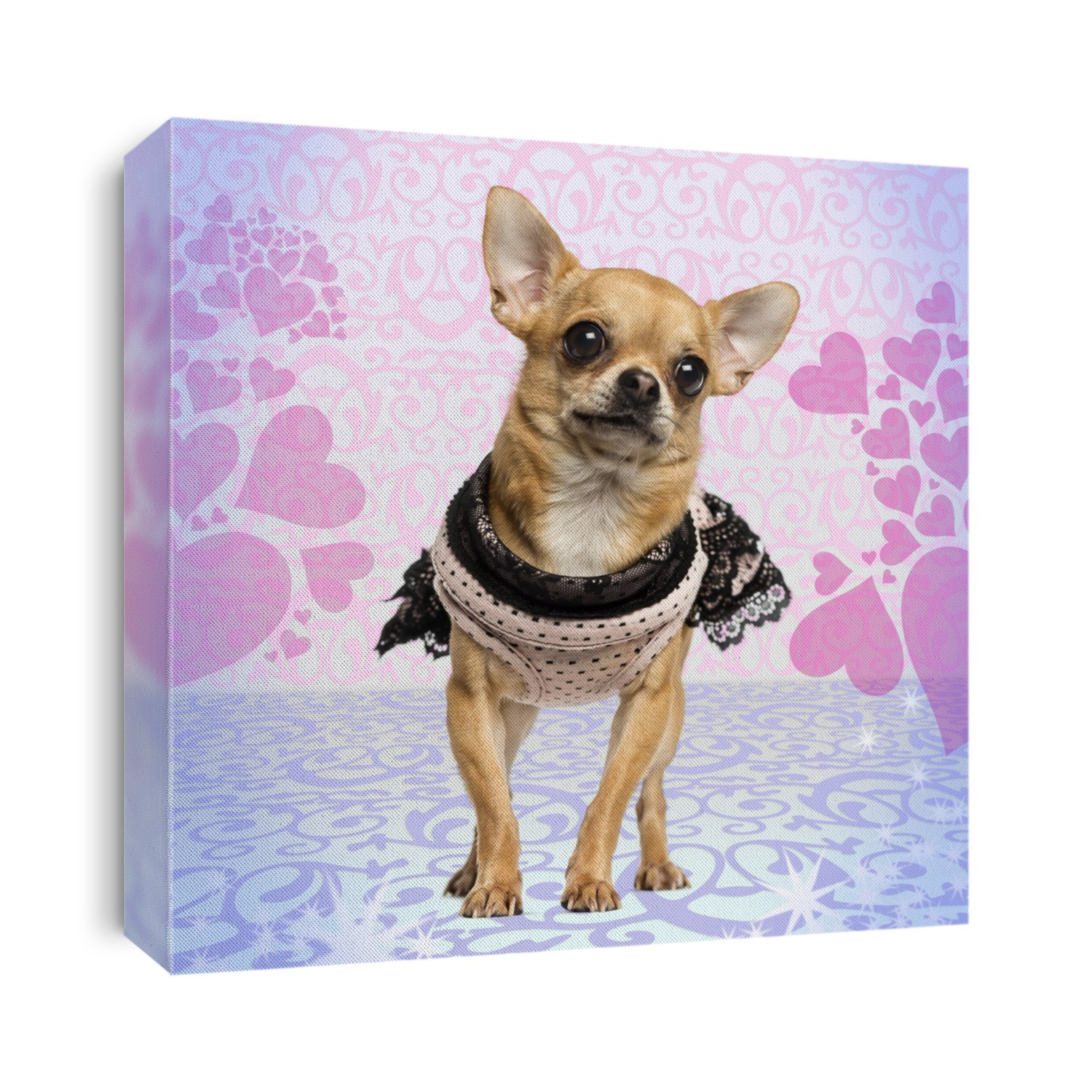 Dressed up Chihuahua on heart background, 3 years old