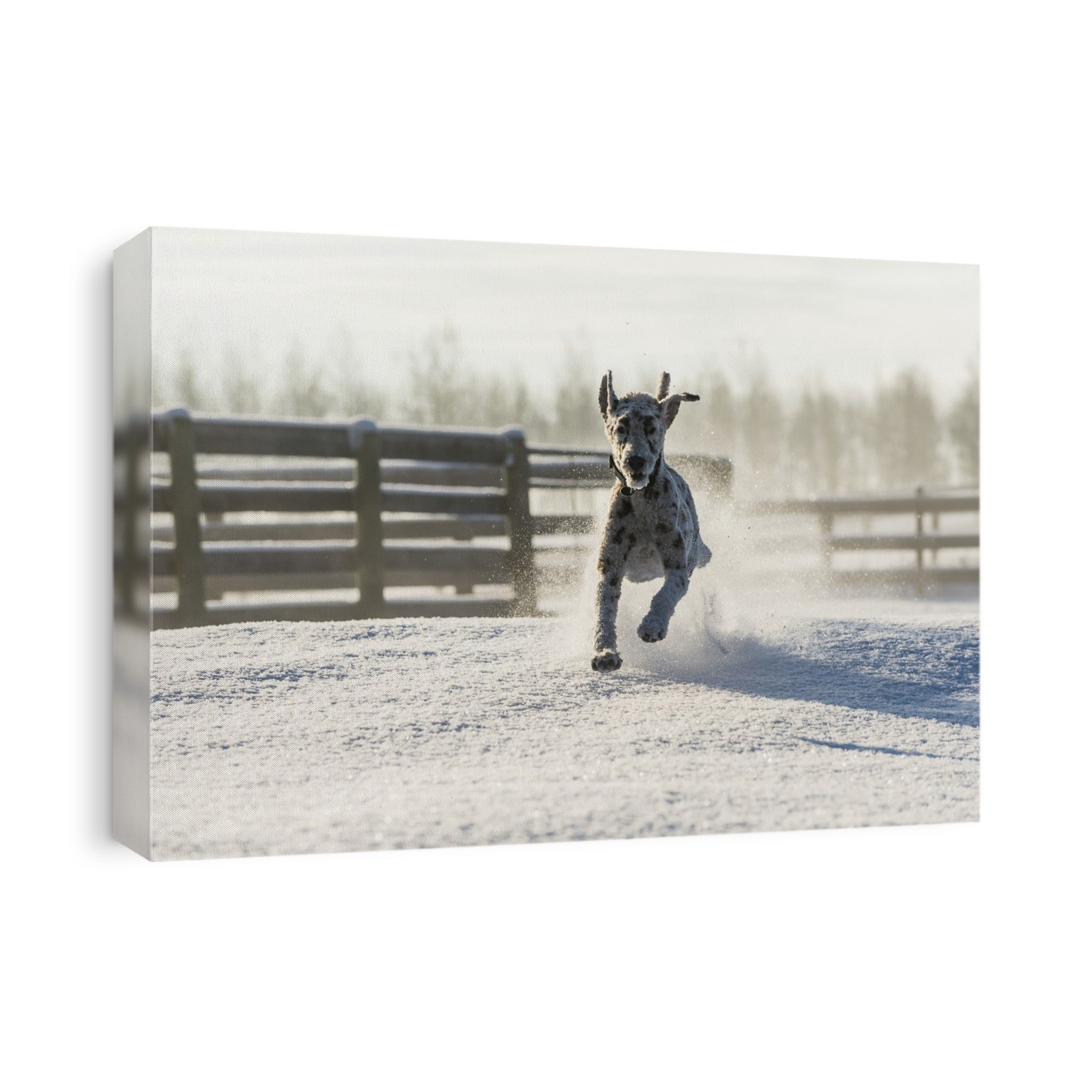 Dog Running In The Snow; Cremona, Alberta, Canada