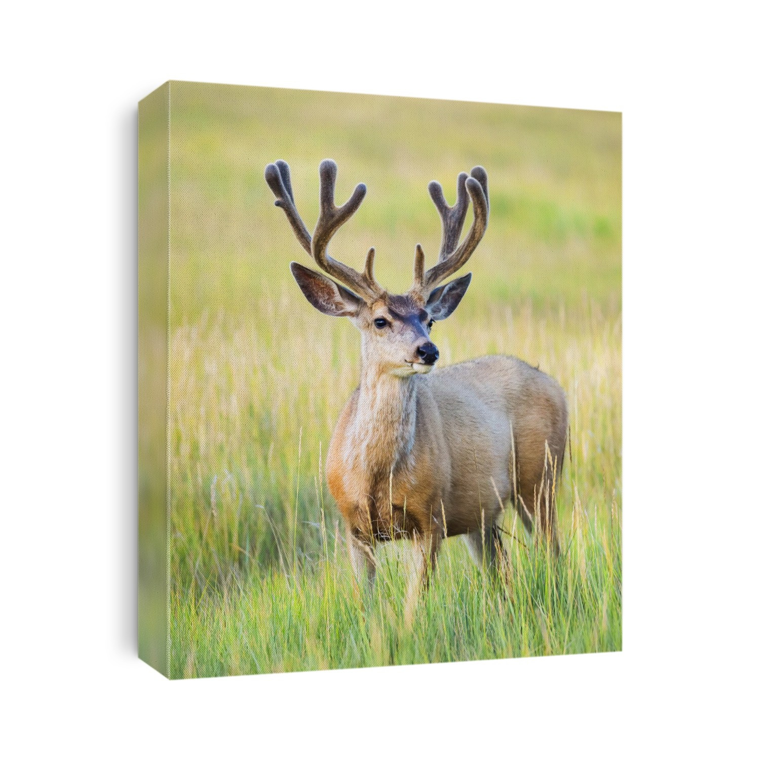Mule deer buck (Odocoileus hemionus) standing in grass; Steamboat Springs, Colorado, United States of America