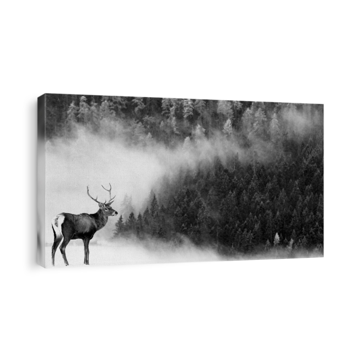 noble deer and foggy forest wildlife background