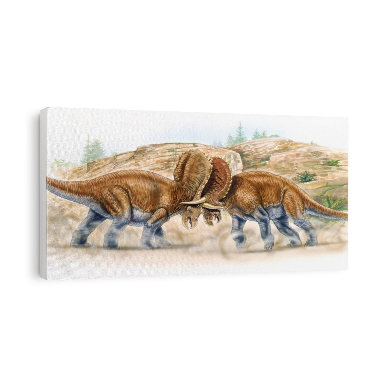 Arrhinoceratops dinosaurs fighting. Computer illustration of two Arrhinoceratops sp. dinosaurs fighting. These herbivorous ceratopsid dinosaurs lived during the Late Cretaceous period (around 100 to 66 million years ago), in what is now Canada.
