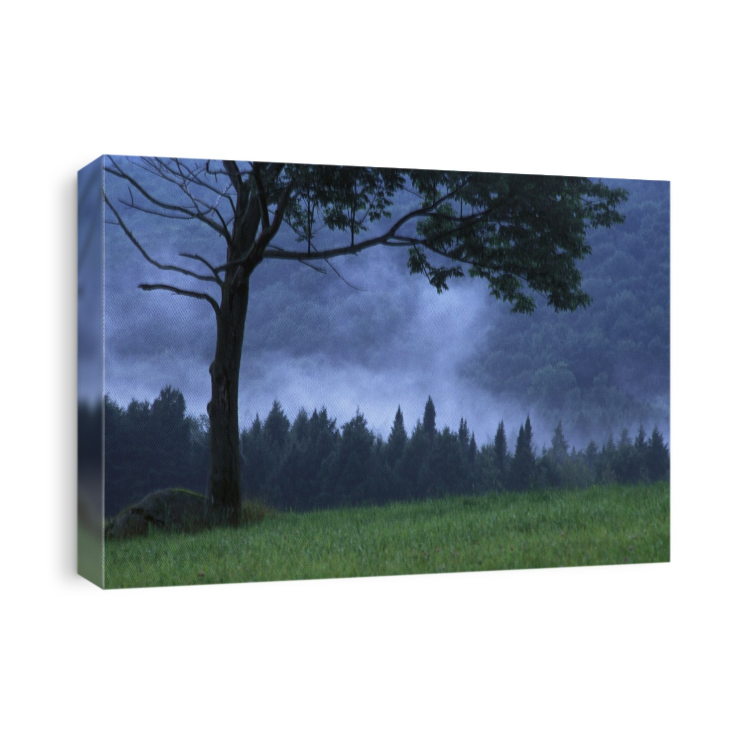 Coniferous Trees Early In The Morning