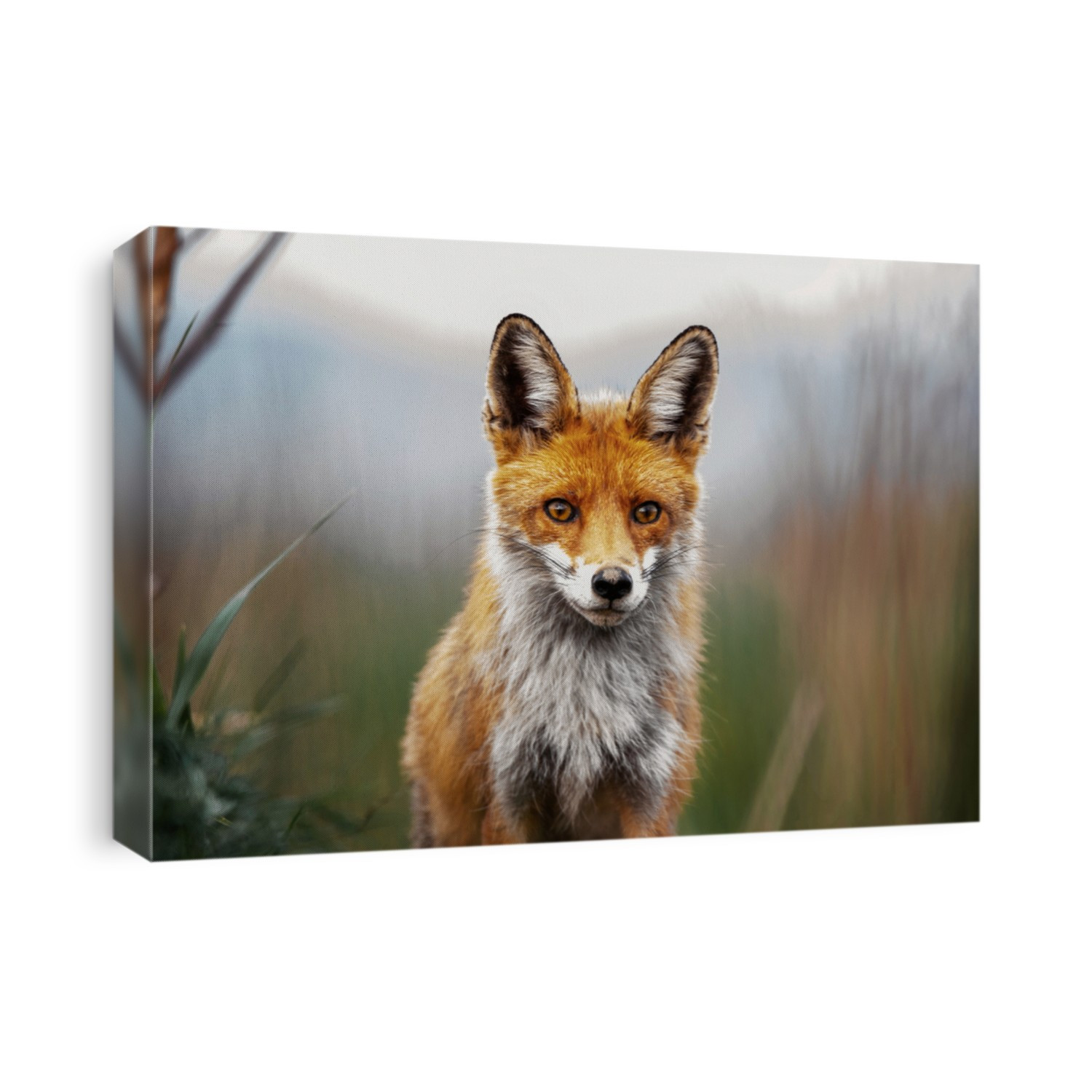 Close up of a red fox in the wilderness.
