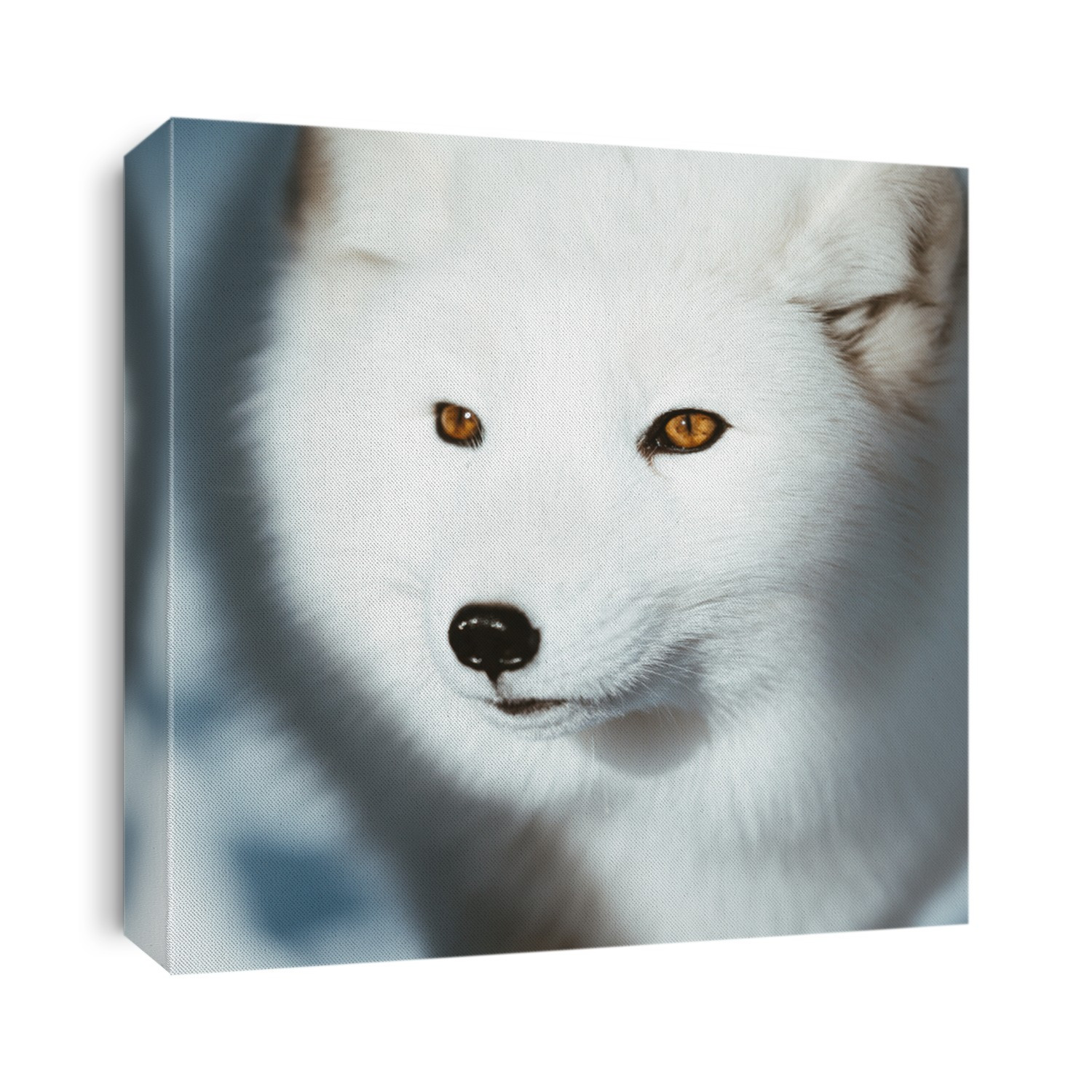 The Arctic Fox of Scandinavia