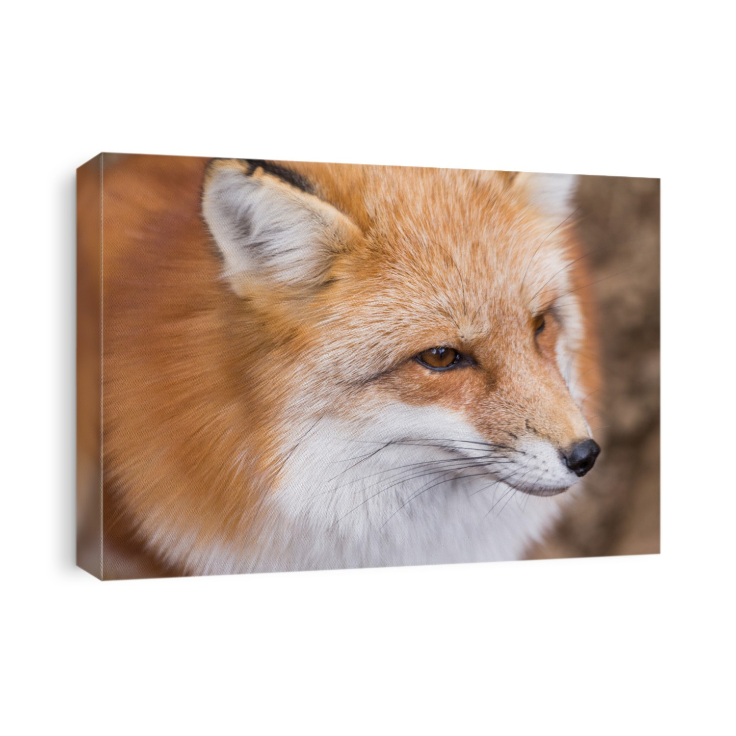Fox close up