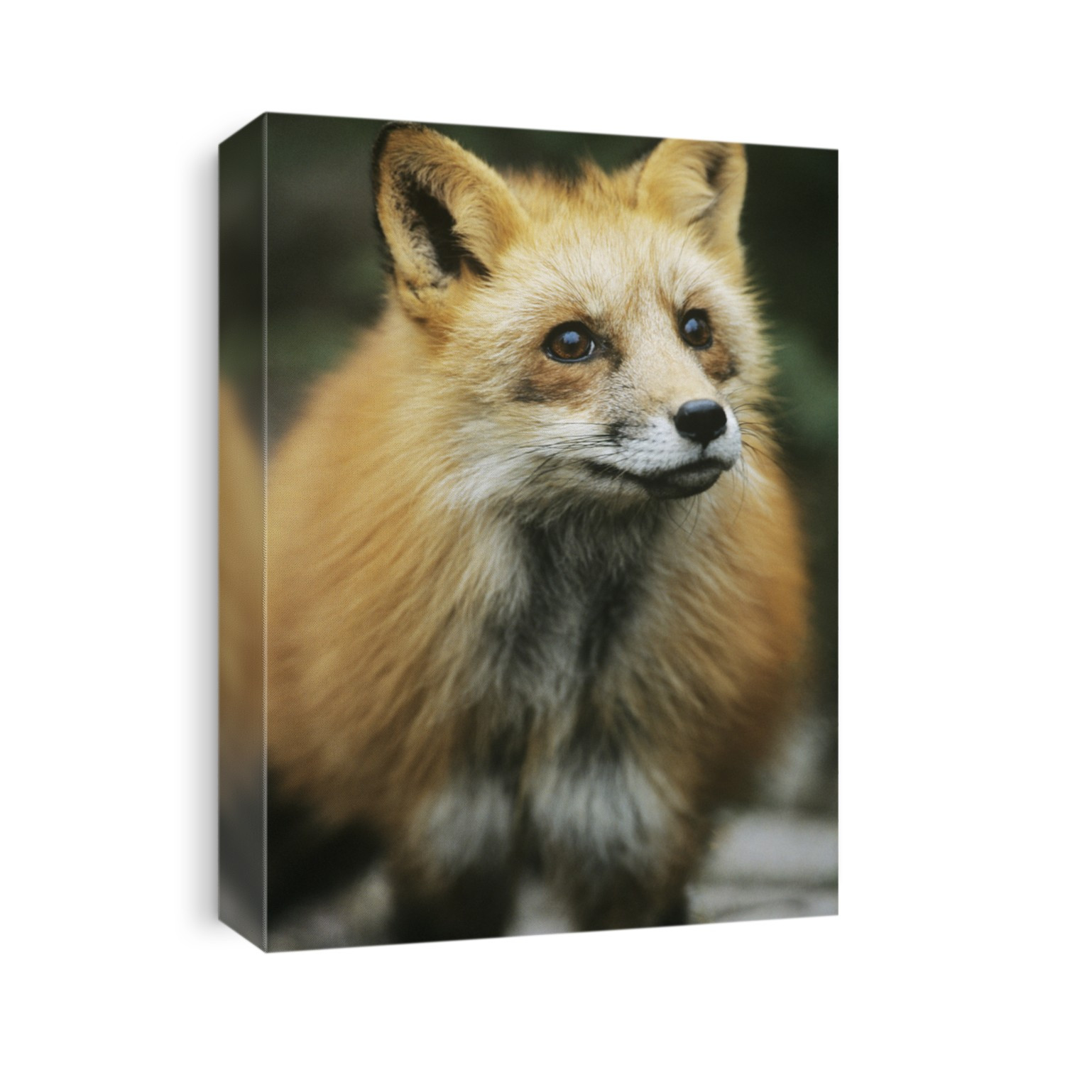 Fox close-up