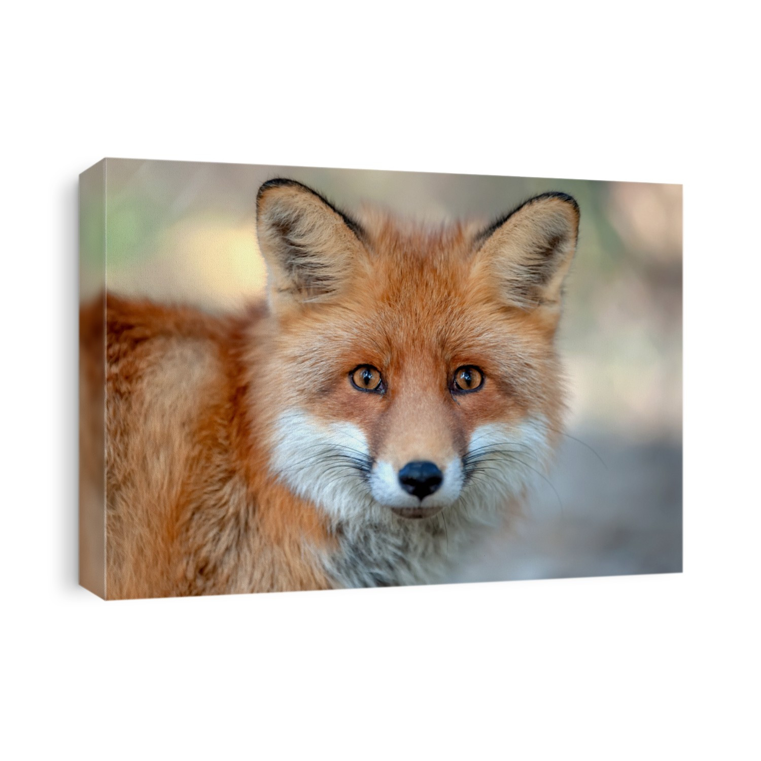 Close up funny young red fox portrait