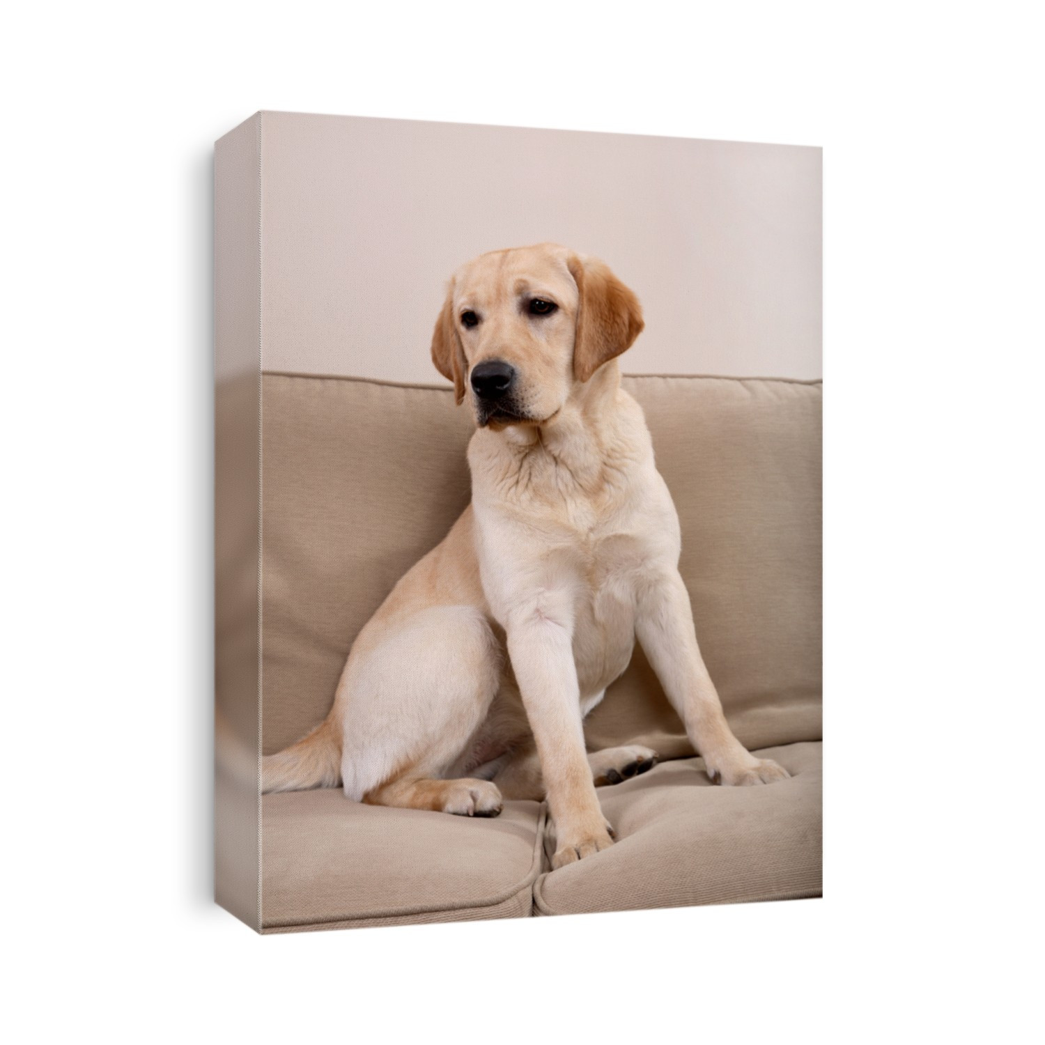 Portrait of a dog