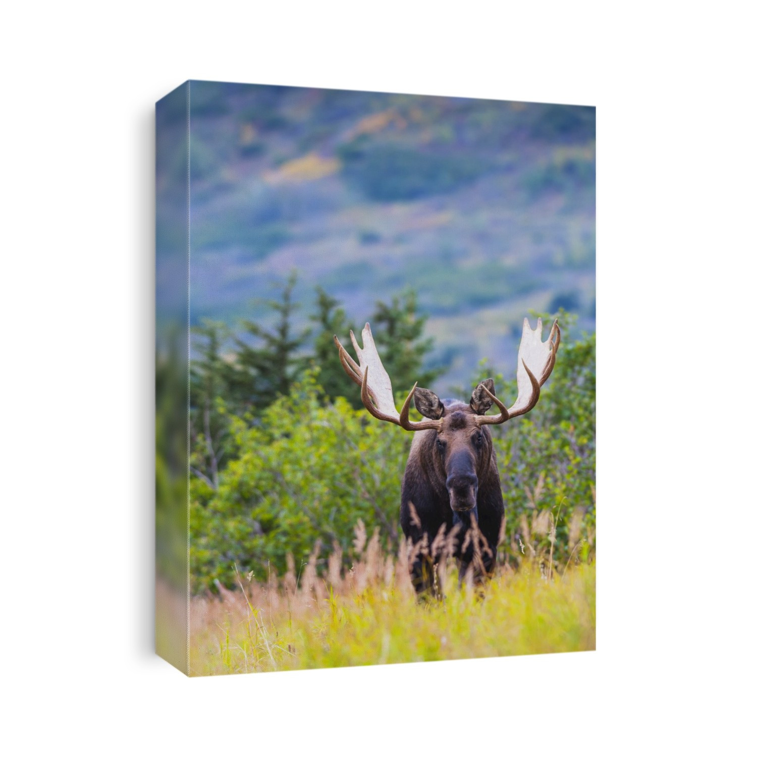 Large Bull Moose Standing In Brush Near Powerline Pass In The Chugach State Park, Near Anchorage, Southcentral Alaska
