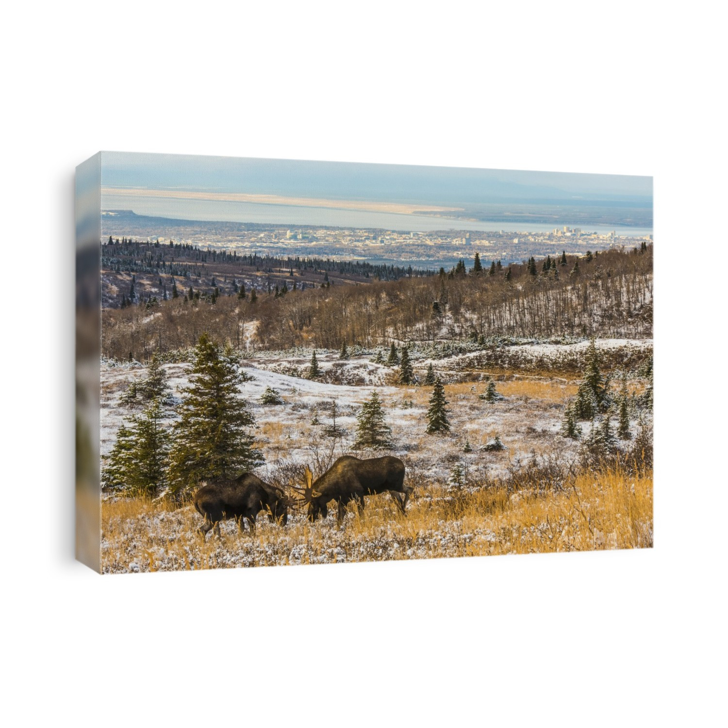 Two bull moose (Alces alces) fighting during the rut on a late fall day at Powerline Pass near Anchorage; Alaska, United States of America