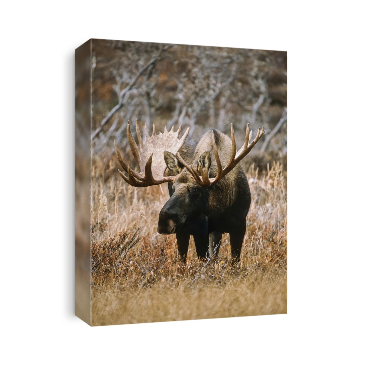 Bull Moose (Alces alces) grazing in the mountains in autumn, Chugach State Park, Southcentral Alaska; Alaska, United States of America