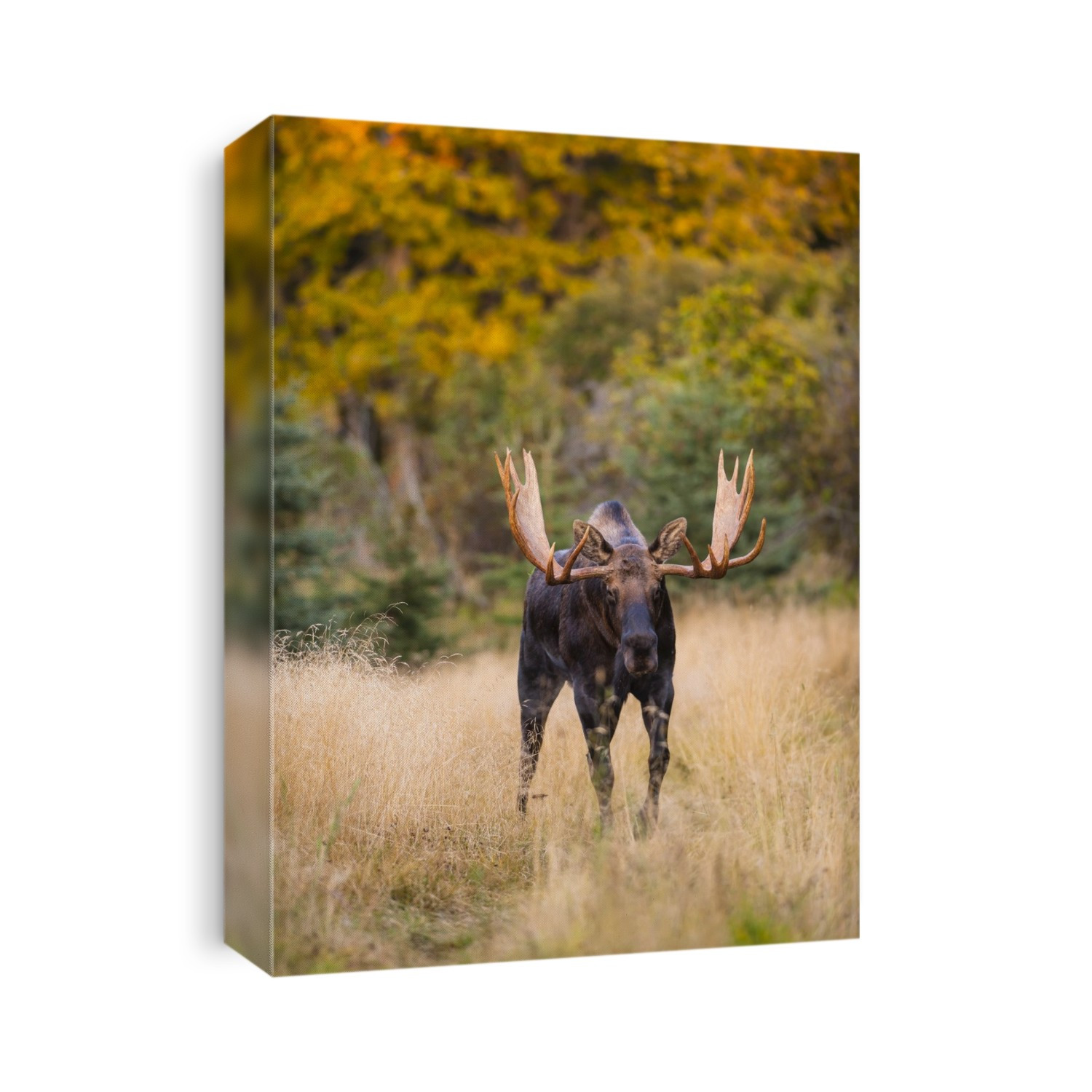 A Bull Moose In Rut  In Kincaid Park, Anchorage, Southcentral Alaska, Autumn