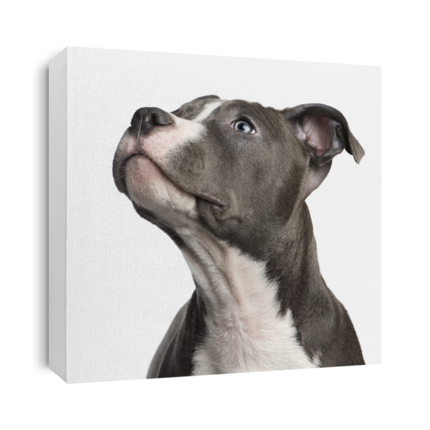 American Staffordshire terrier puppy (3 months) in front of a white background