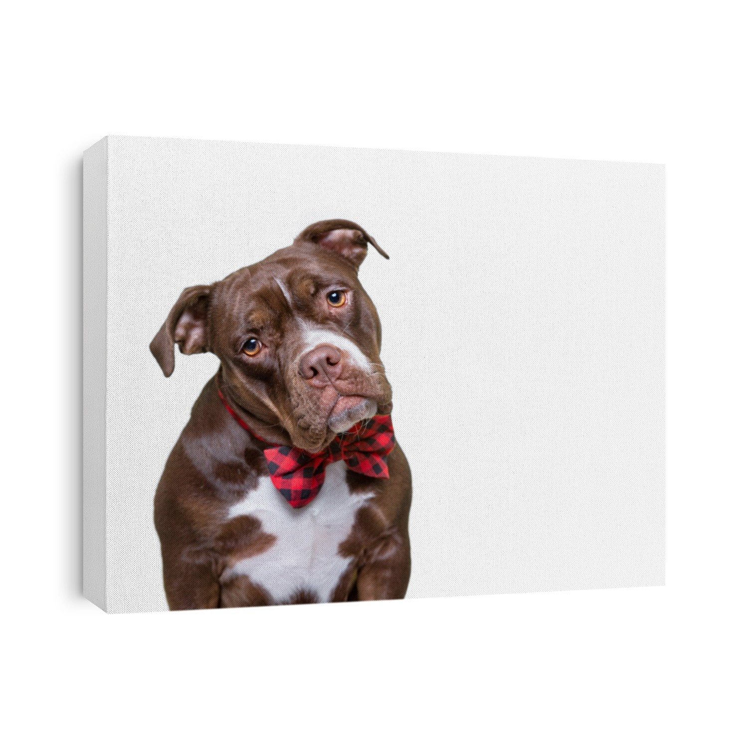 cute dog isolated in a studio shot with a white background 