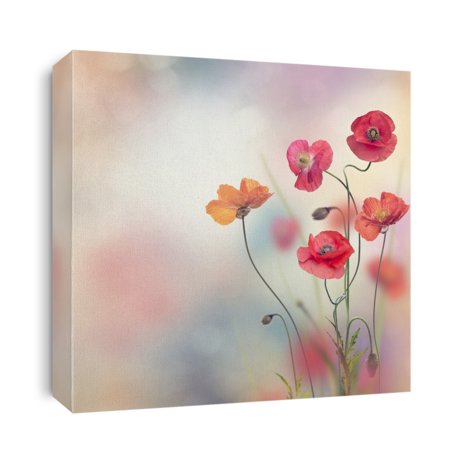 Red Poppy Flowers in the garden