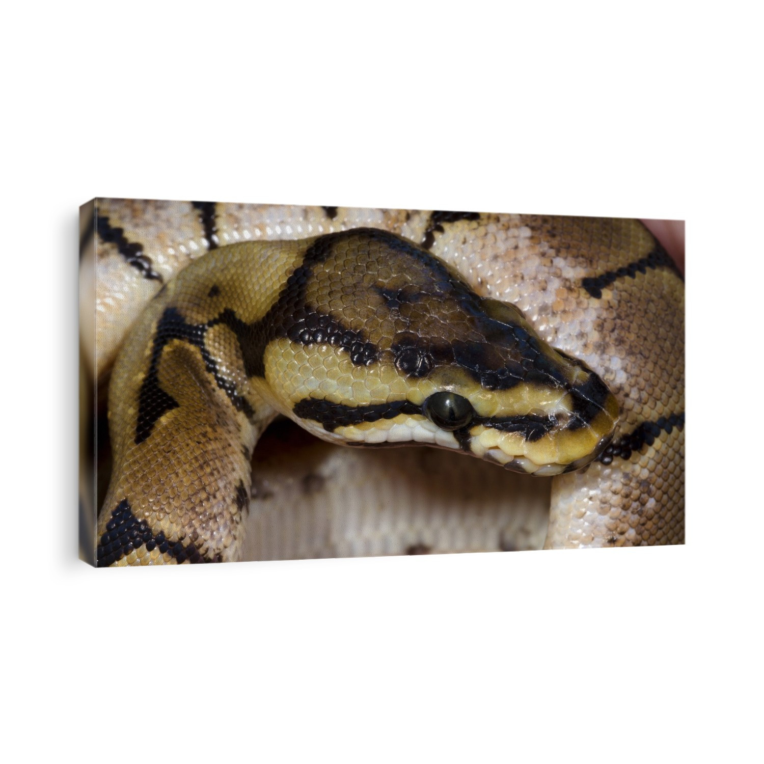 Close-up of a young Spider Royal python or Ball python (Python regius) at the Baytree Garden Centre Spalding in Lincolnshire, UK.